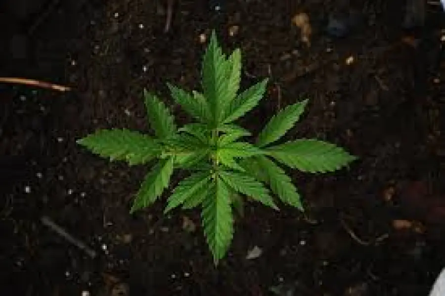 La durata del CBD e del THC nelle urine: cosa devi sapere per i test antidroga