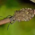 Cimici marroni: cosa sono e come liberarsi dall’infestazione