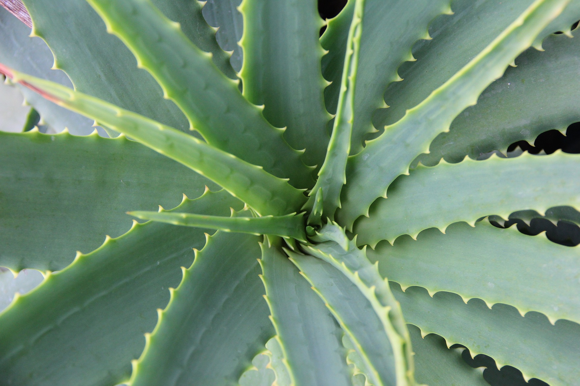 I benefici dell'aloe vera