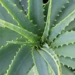 I benefici dell'aloe vera